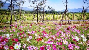 Blooming In Style at PB Valley Winery Khaoyai