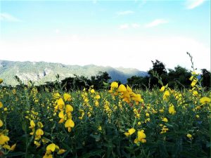 Blooming In Style at PB Valley Winery Khaoyai