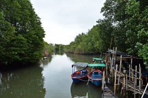 The mangroves of Prasae