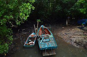 The mangroves of Prasae