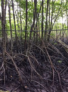 The mangroves of Prasae