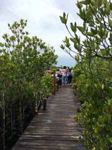 The mangroves of Prasae