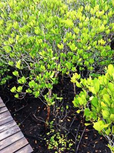 The mangroves of Prasae