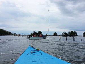 The mangroves of Prasae