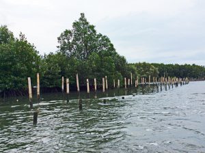 The mangroves of Prasae