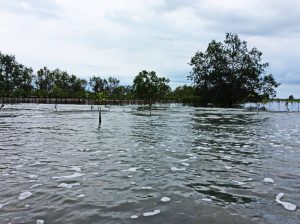 The mangroves of Prasae