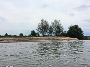 The mangroves of Prasae