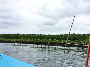 The mangroves of Prasae