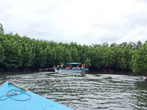 The mangroves of Prasae