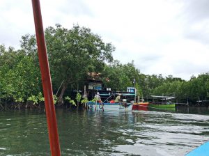 The mangroves of Prasae