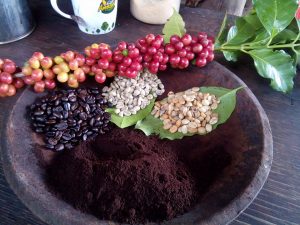 The aromatic trail of hill tribe coffee in Chiang Mai