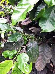 The aromatic trail of hill tribe coffee in Chiang Mai